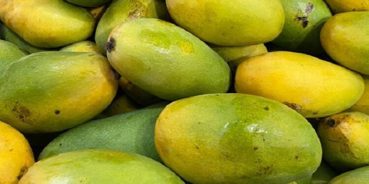 फलको राजा आँप : स्वादिलो कि स्वास्थ्यलाई हानी कसरी छुट्याउने ?